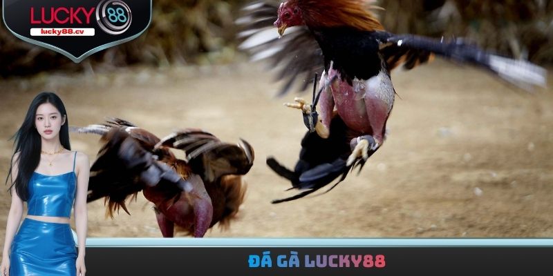 Đá gà LUCKY88