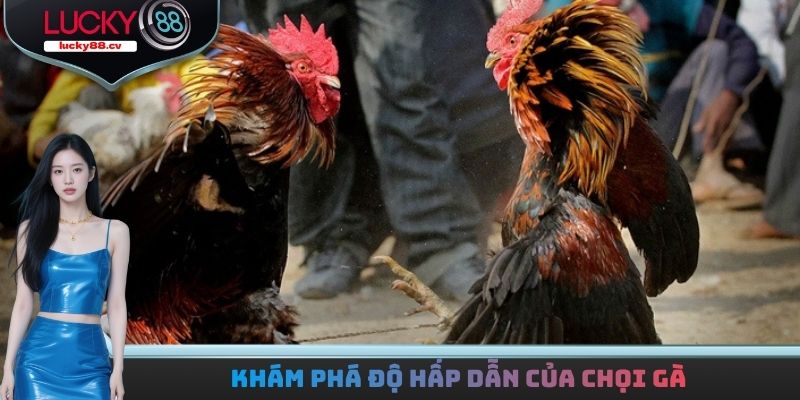 Khám phá độ hấp dẫn của chọi gà