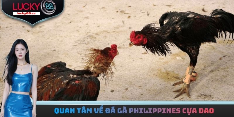 Quan tâm về đá gà Philippines cựa dao